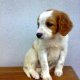 <h1 style="font-size: 12px">Cani da Caccia: Giovane cucciolo di nome "Alì" durante le sue prime settimane..</h1>